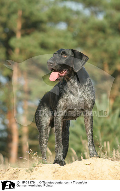 German wirehaired Pointer / IF-03379