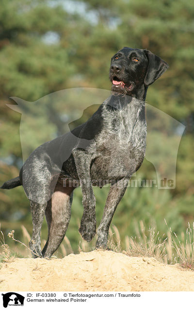 German wirehaired Pointer / IF-03380