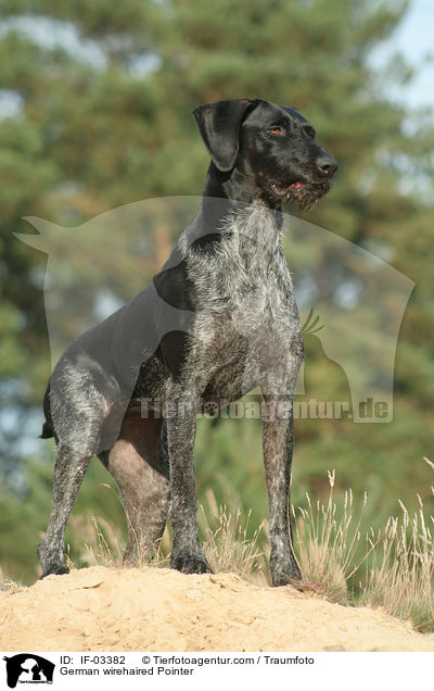 German wirehaired Pointer / IF-03382