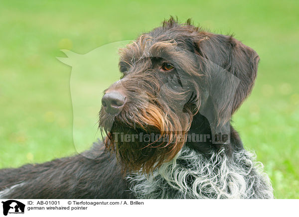 german wirehaired pointer / AB-01001