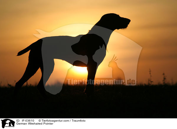 German Wirehaired Pointer / IF-03610