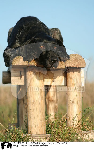 lying German Wirehaired Pointer / IF-03619