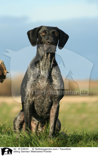 sitting German Wirehaired Pointer / IF-03633