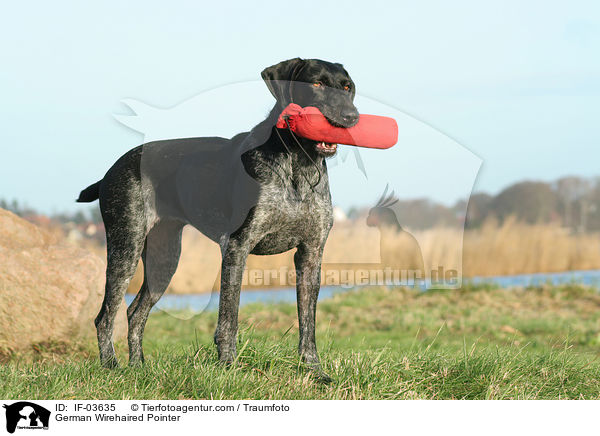 German Wirehaired Pointer / IF-03635