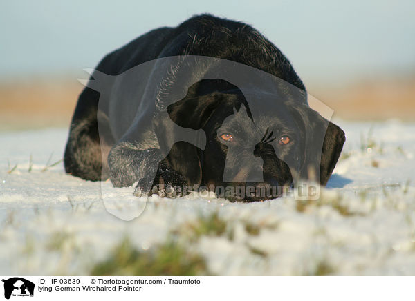 lying German Wirehaired Pointer / IF-03639
