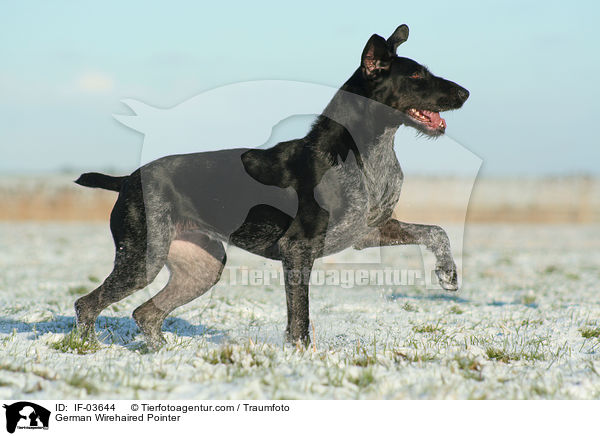 German Wirehaired Pointer / IF-03644