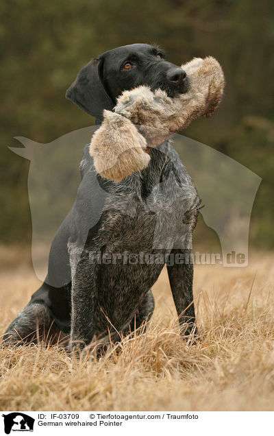 German wirehaired Pointer / IF-03709