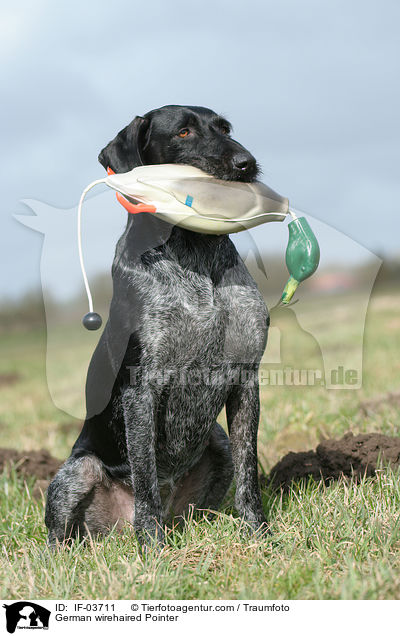 German wirehaired Pointer / IF-03711