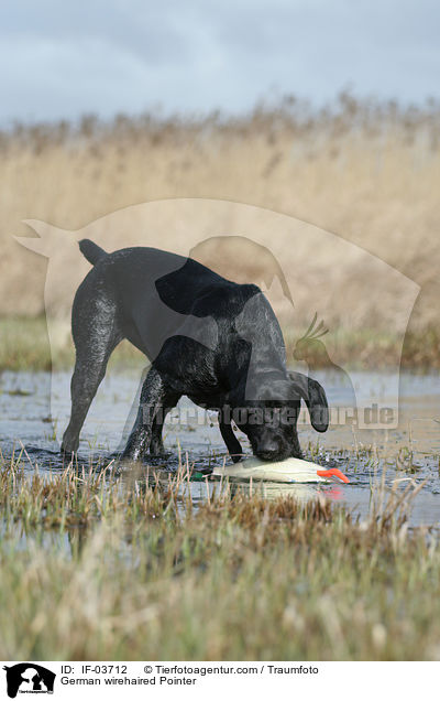 German wirehaired Pointer / IF-03712