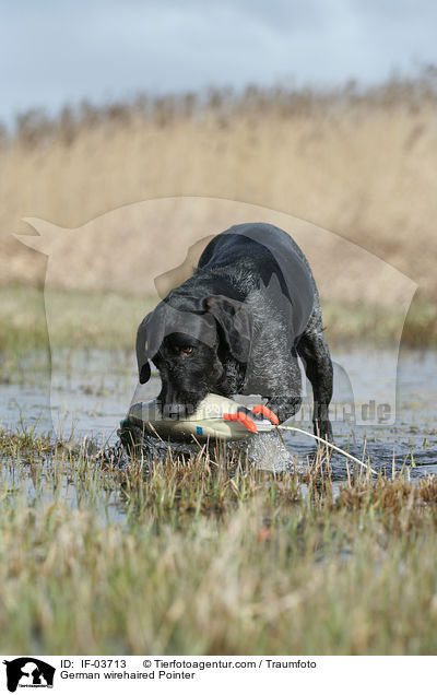 German wirehaired Pointer / IF-03713