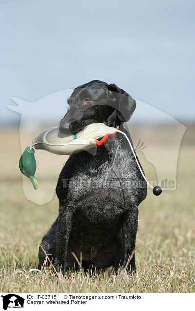 German wirehaired Pointer / IF-03715