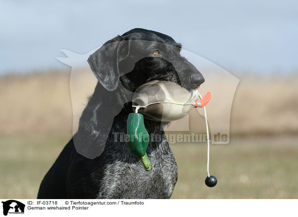 Deutsch Drahthaar apportiert Dummy / German wirehaired Pointer / IF-03718