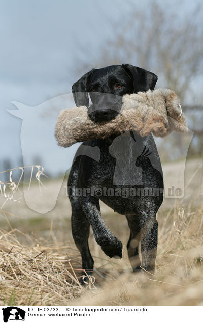 Deutsch Drahthaar apportiert Dummy / German wirehaired Pointer / IF-03733