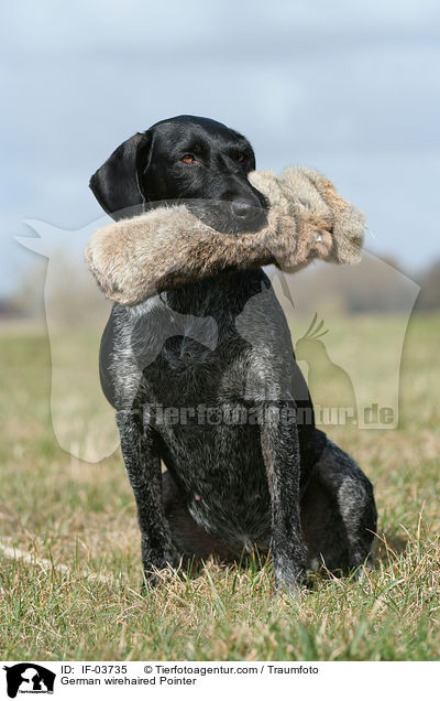Deutsch Drahthaar apportiert Dummy / German wirehaired Pointer / IF-03735