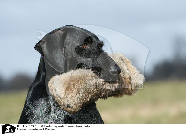 Deutsch Drahthaar apportiert Dummy / German wirehaired Pointer / IF-03737