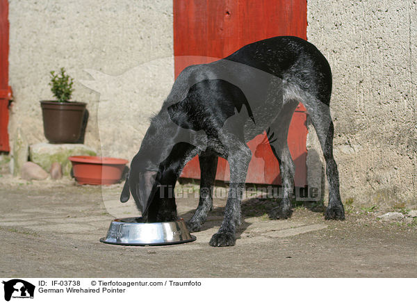 Deutsch Drahthaar Hndin / German Wirehaired Pointer / IF-03738