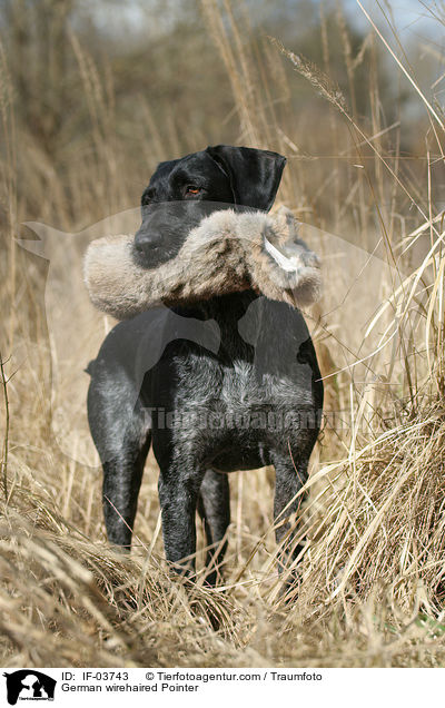 German wirehaired Pointer / IF-03743