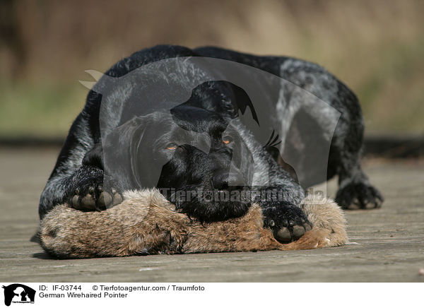 German Wirehaired Pointer / IF-03744
