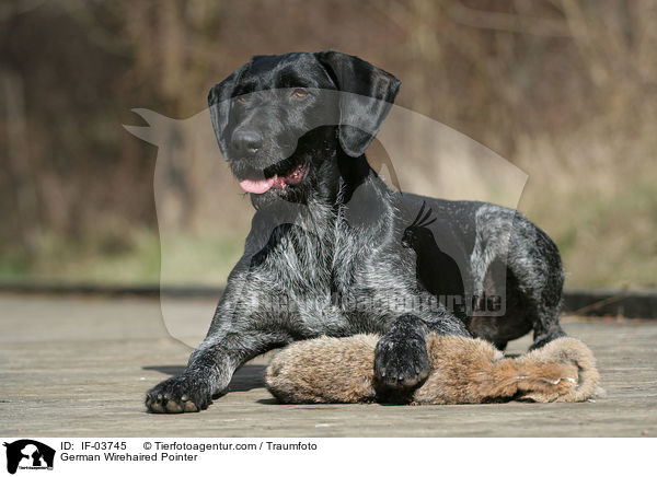 German Wirehaired Pointer / IF-03745