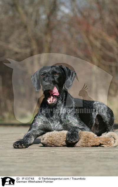 Deutsch Drahthaar Hndin / German Wirehaired Pointer / IF-03748