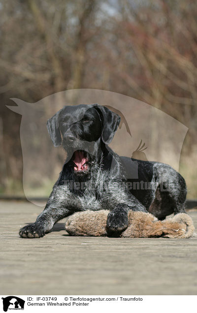 Deutsch Drahthaar Hndin / German Wirehaired Pointer / IF-03749