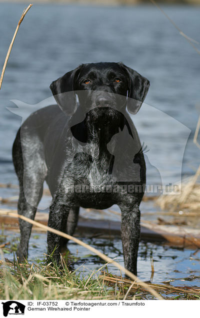 German Wirehaired Pointer / IF-03752