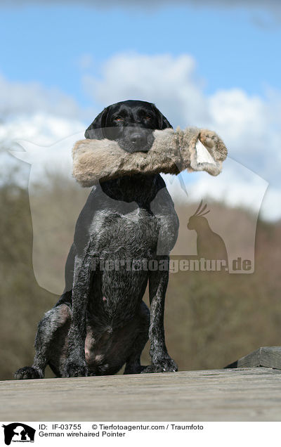 German wirehaired Pointer / IF-03755