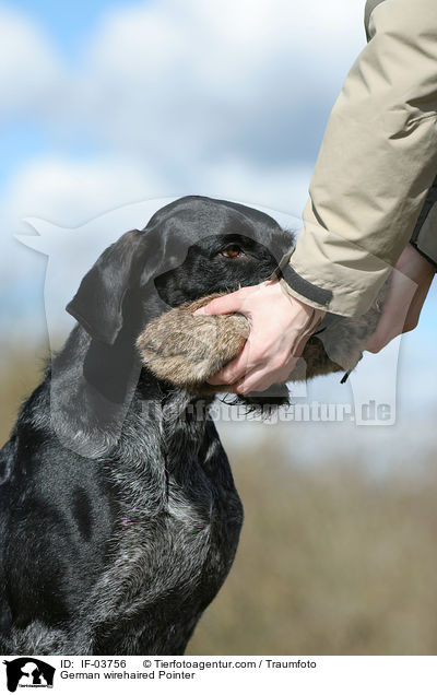 Deutsch Drahthaar apportiert Dummy / German wirehaired Pointer / IF-03756