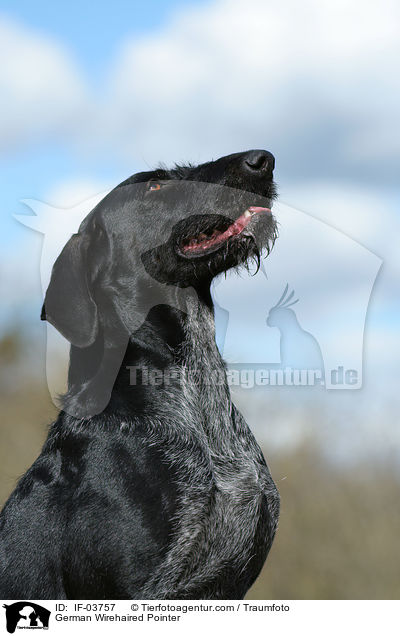 German Wirehaired Pointer / IF-03757