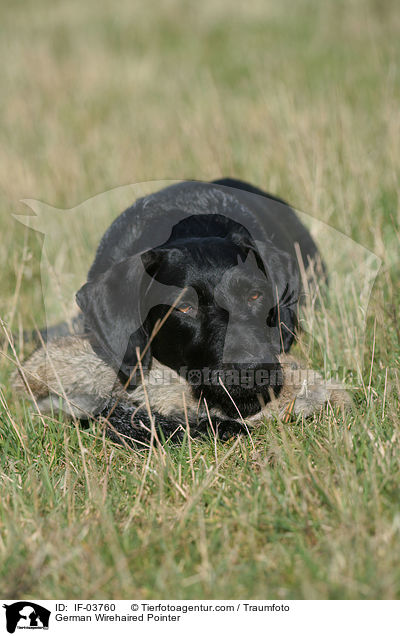 German Wirehaired Pointer / IF-03760