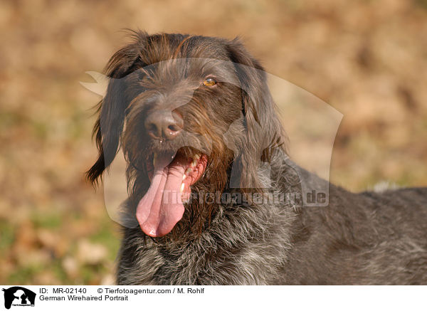 German Wirehaired Portrait / MR-02140