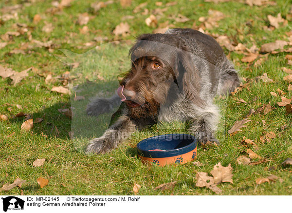 eating German wiredhaired Pointer / MR-02145