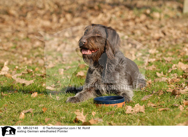 eating German wiredhaired Pointer / MR-02146