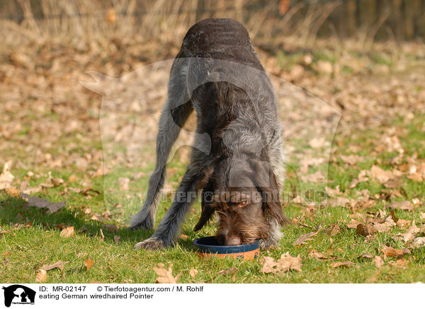 eating German wiredhaired Pointer / MR-02147