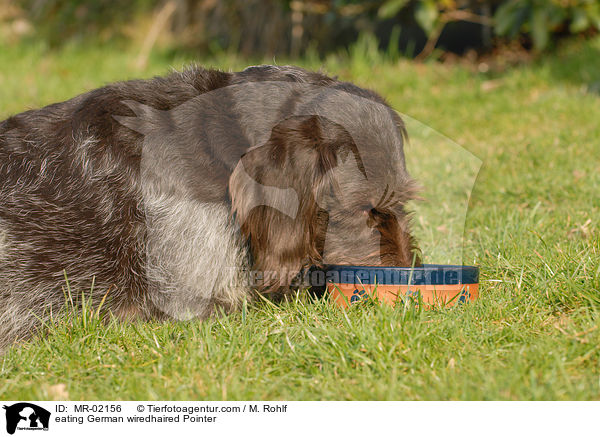 fressender Deutsch Drahthaar / eating German wiredhaired Pointer / MR-02156