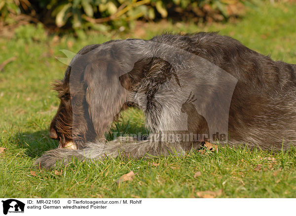 eating German wiredhaired Pointer / MR-02160