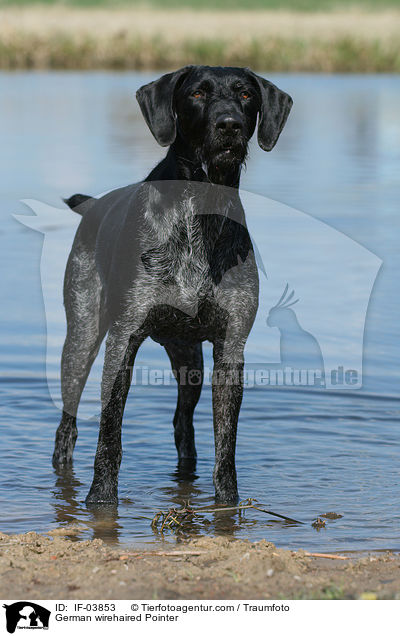 German wirehaired Pointer / IF-03853