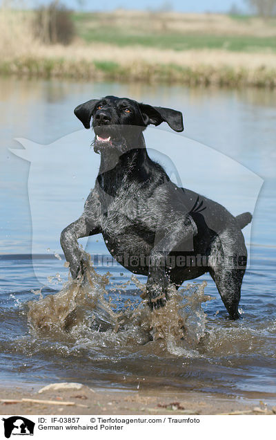German wirehaired Pointer / IF-03857