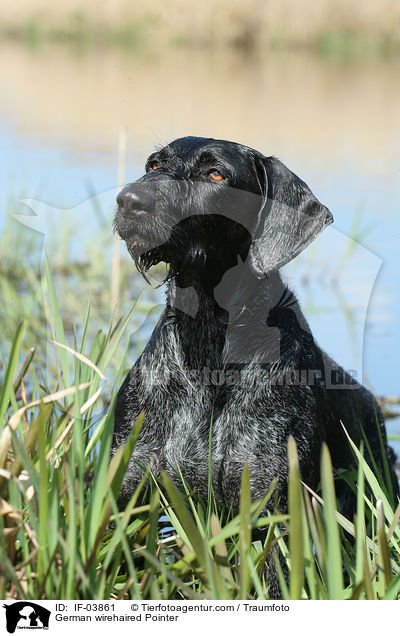 German wirehaired Pointer / IF-03861