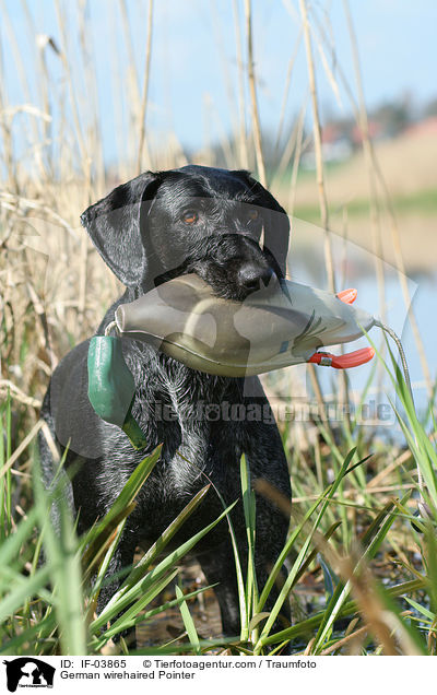 German wirehaired Pointer / IF-03865
