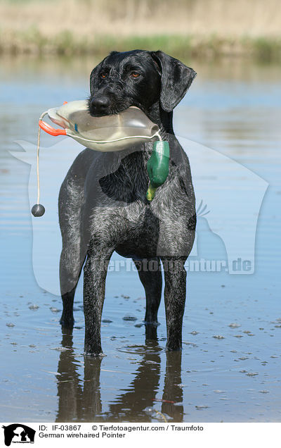 German wirehaired Pointer / IF-03867