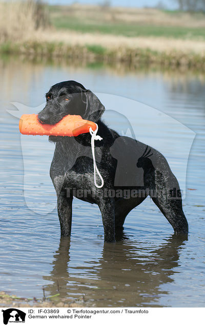 German wirehaired Pointer / IF-03869