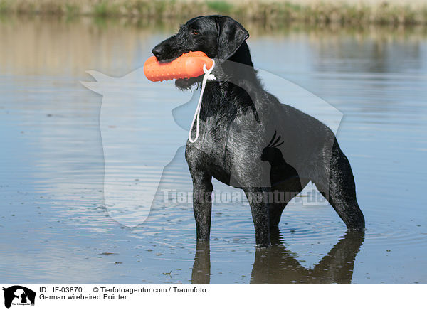 Deutsch Drahthaar / German wirehaired Pointer / IF-03870