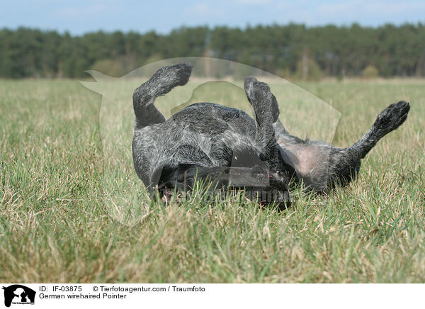 German wirehaired Pointer / IF-03875