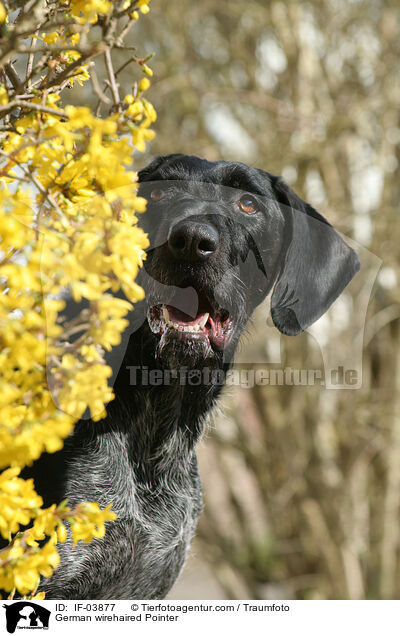Deutsch Drahthaar / German wirehaired Pointer / IF-03877