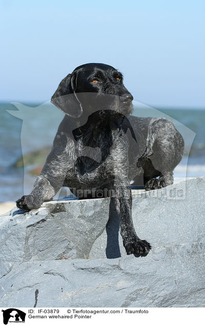 German wirehaired Pointer / IF-03879