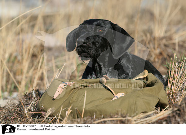 Deutsch Drahthaar / German wirehaired Pointer / IF-03887