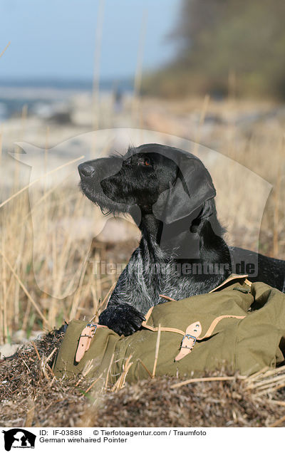 German wirehaired Pointer / IF-03888
