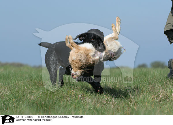 Deutsch Drahthaar / German wirehaired Pointer / IF-03893