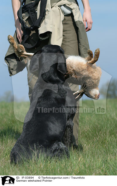 German wirehaired Pointer / IF-03894